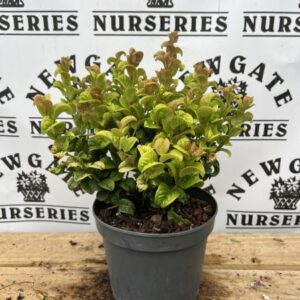 Leucothoe 'Curly Gold' 2L