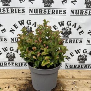Leucothoe 'Curly Red' 2L