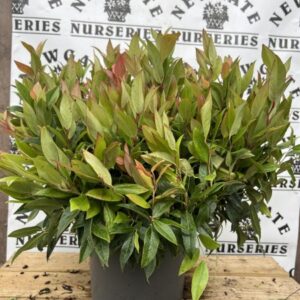 Leucothoe 'Little Flame ' 5L