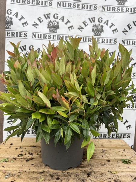 Leucothoe 'Little Flame ' 5L