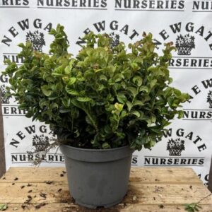 Leucothoe 'Curly Red' 5L