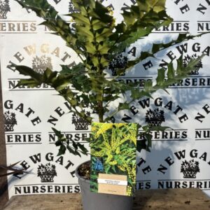 Mahonia Winter Sun C3