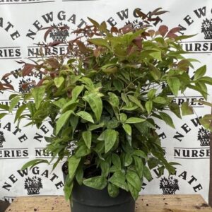 Nandina Domestica Blush Pink C5