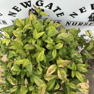 Nandina Domestica Firepower