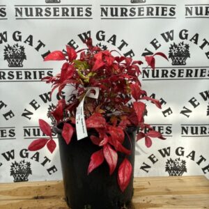 Nandina Blush Pink C5