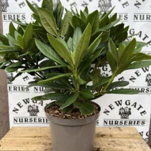 Rhododendron C5 Cosmopolitan