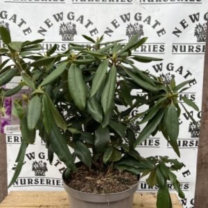 Rhododendron C5 Marcel Menard