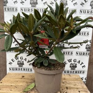 Rhododendron C5 Vulcan Flame