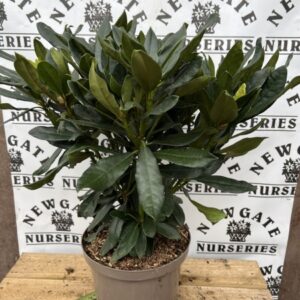 Rhododendron C5 Madame Masson