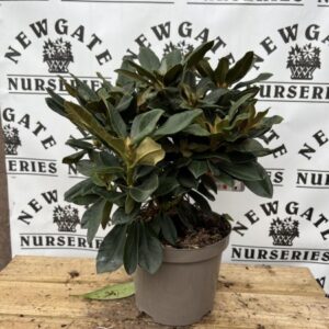 Rhododendron Yakushi C3 Golden Torch