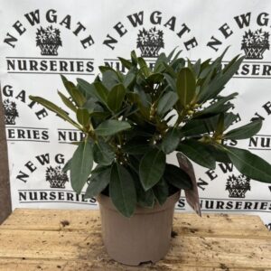 Rhododendron Yakushi C3 Percy Wiseman