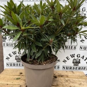 Rhododendron C5 Fastousum Flore Plena