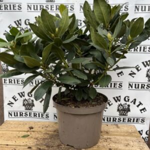 Rhododendron C5 Fastuosum Flore Pleno