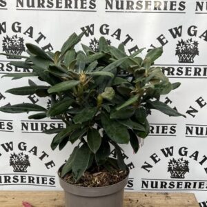 Rhododendron Yakushi C3 Fantastica