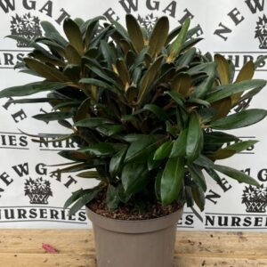 Rhododendron Yakushi C3 Polaris