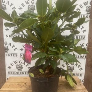 Rhododendron C5 Germania