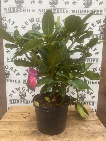 Rhododendron C5 Germania