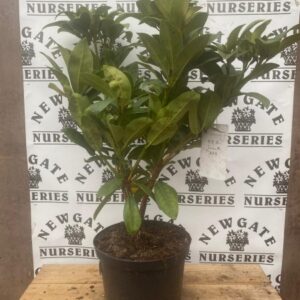 Rhododendron C5 Kate Waterer