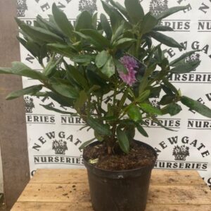 Rhododendron C5 Roseum Elegans