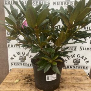 Rhododendron C5 Hydon Hunter