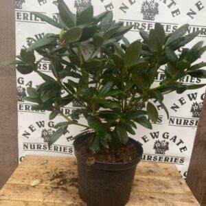 Rhododendron C5 Everestianum