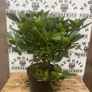 Rhododendron C5 Luno White