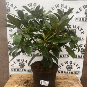 Rhododendron C5 John Walter