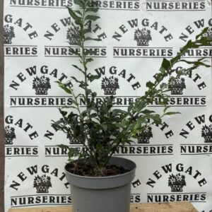 Sarcococca Confusia c5