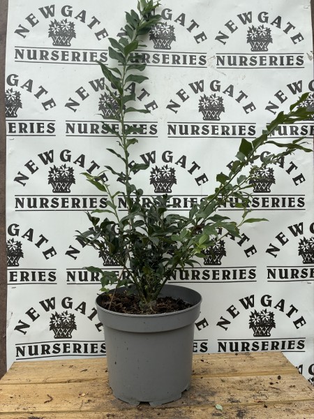 Sarcococca Confusia c5