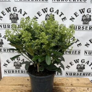 Skimmia Finchy