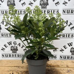 Skimmia Finchy 13cm