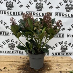 Skimmia Rubella 13cm