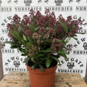 Skimmia Jap. Rubella c5 60cm