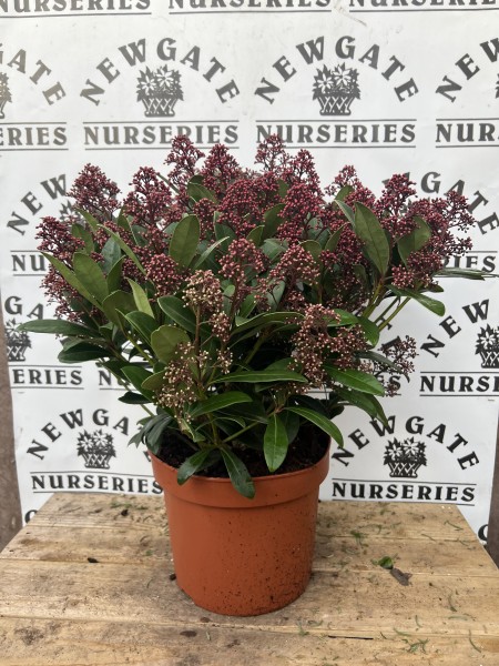 Skimmia Jap. Rubella c5 60cm