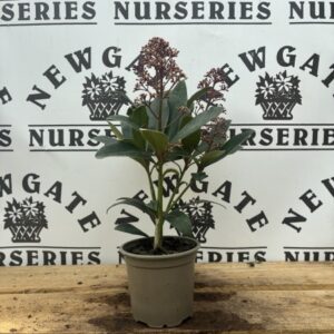 Skimmia Japonica Rubella 10cm