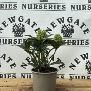 Skimmia Finchy 10cm