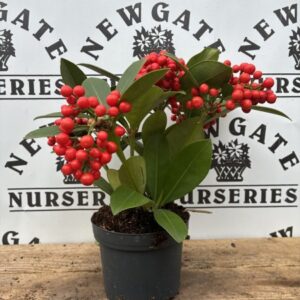 Skimmia Japonica O'Berries Red