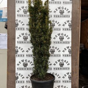 Taxus baccata Fastgiata c12 Aurea 120cms
