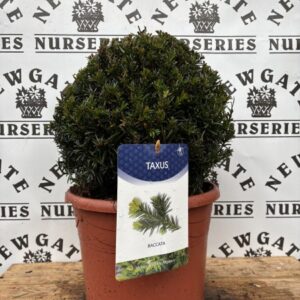 Taxus baccata Ball 30cms
