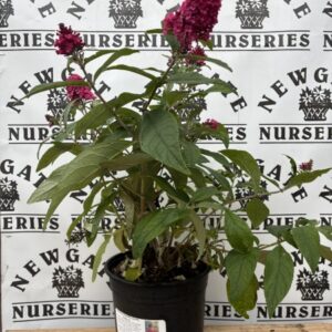 Buddleja Butterfly Candy Ruby C3