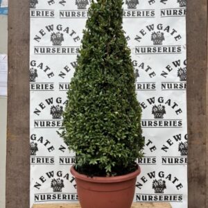 Buxus Cone 90cm