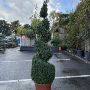 Buxus Spiral 180-190cm