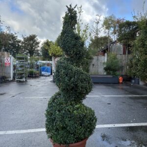 Buxus Spiral 125- 150cm