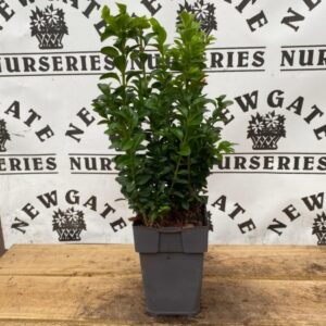 Buxus Bush 11cm pot