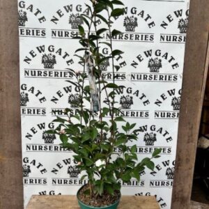 Camellia Cinnamon Cindy Scented