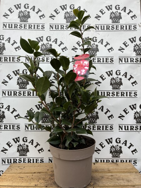 Camellia jap c5 Dr King