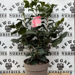 Camellia jap c5 campbelli