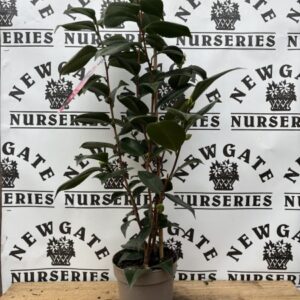Camellia jap c2 Baroveira Nella