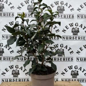 Camellia jap c3 Campbelli