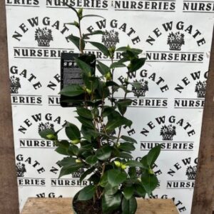Camellia Black Lace c3
